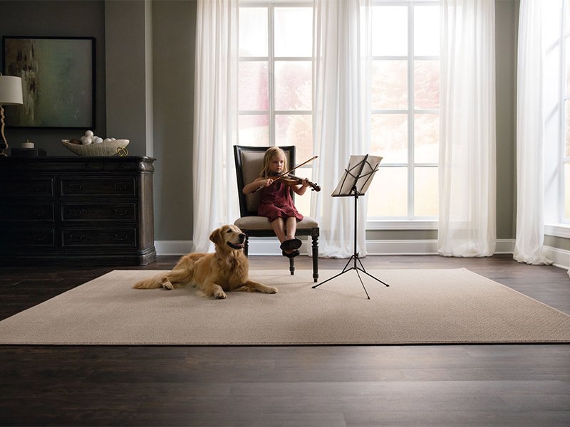 What to do if you want carpet and have dogs, with Legate's Furniture World, in Madisonville, KY